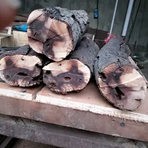 kaboa sancang mati ngorak