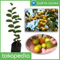 Gambar Bibit Bidara Arab Asli Bibit Bidara Tulungagung dari Suryaguna Store Kab. Tulungagung 1 Tokopedia