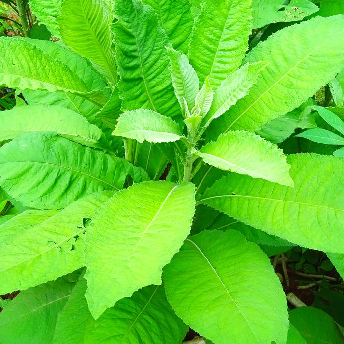 Gambar daun sembung segar 1 kg dari Sunda negri ku rempah Kab. Pangandaran Tokopedia