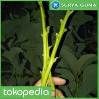 Gambar Paket 2 Entres Jual Entres Alpukat Super Jumbo dari Suryaguna Store Kab. Tulungagung 1 Tokopedia