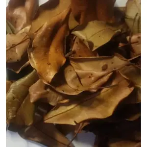 daun cengkeh kering pohon 100g kwalitas SUPER