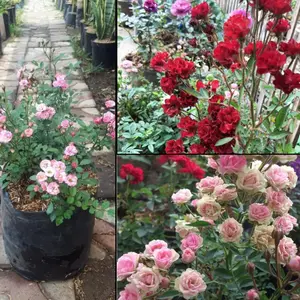 Mawar Babyrose sudah Berbunga - Tanaman Bunga Baby Rose murah Bibit Tumbuhan