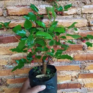 Bibit Murbei tanaman sudah Berbuah