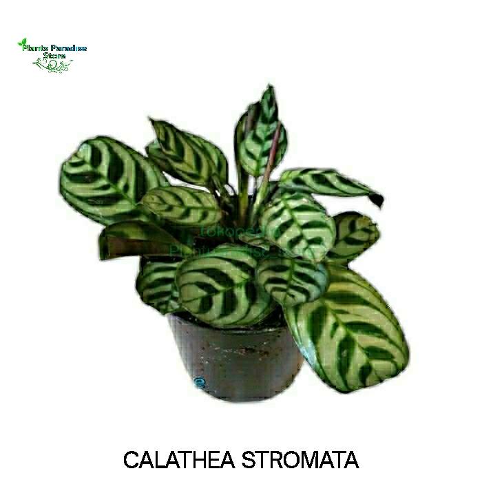 calathea golden Ctenanthe Lubbersiana Calathea Golden Mosaic
