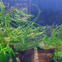 Gambar Tanaman Crinum Calamis Pot dari Sherilqa Fish Room Kota Bandung 3 Tokopedia