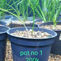 Gambar Tanaman Crinum Calamis Pot dari Sherilqa Fish Room Kota Bandung 1 Tokopedia