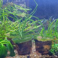 Gambar Tanaman Crinum Calamis Pot dari Sherilqa Fish Room Kota Bandung 2 Tokopedia