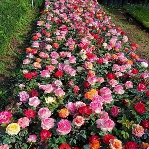 Bunga MAWAR JUMBO SUPER WANGI BERBUNGA -  Tanaman Mawar Harum Berbunga Bibit Daun