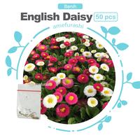 Gambar benih/seeds Super Enorma English Daisy Seeds unik banyak warna dari amefurashi Kota Administrasi Jakarta Selatan 1 Tokopedia