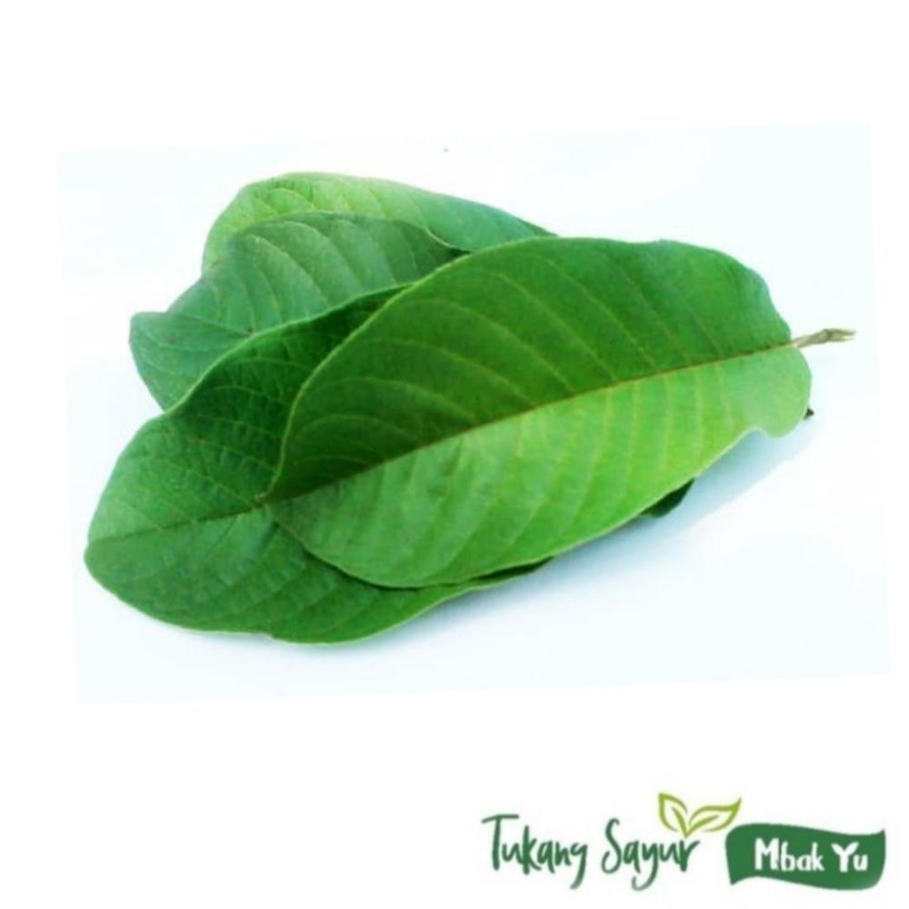 Daun jambu biji obat herbal