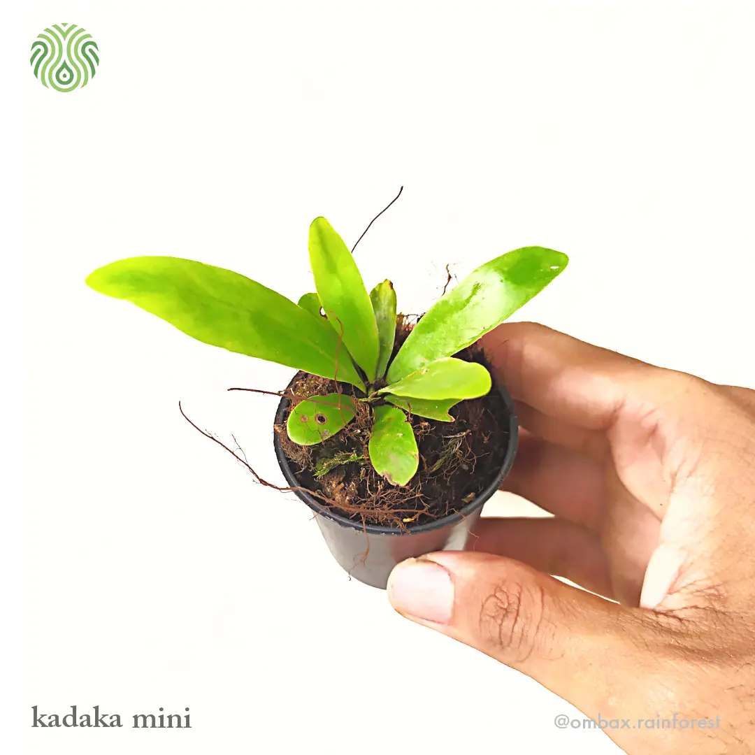 Kadaka Mini - Terrarium / paludarium