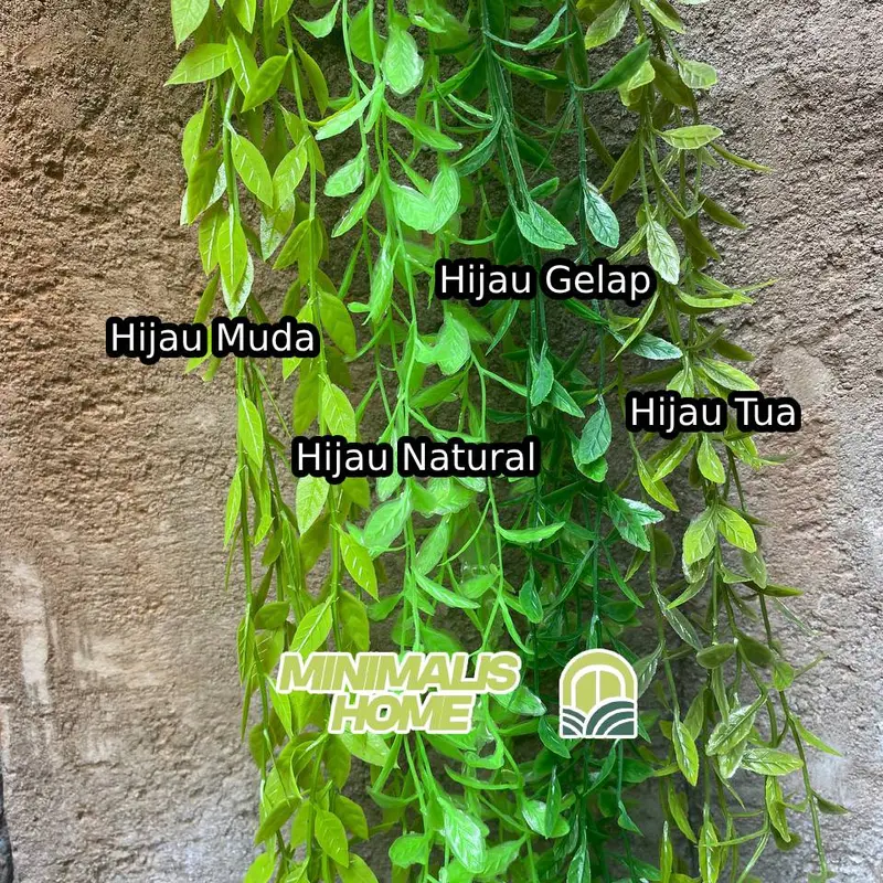Daun Lee Kwan Yew Juntai Daun Yu Tirai Rambat Artificial Janda Merana 3