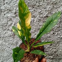 Gambar philodendron ring of fire variegata dari haziqflora Kota Depok 1 Tokopedia