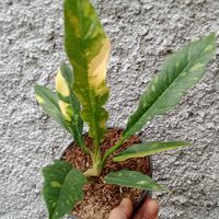 Gambar philodendron ring of fire variegata dari haziqflora Kota Depok 2 Tokopedia