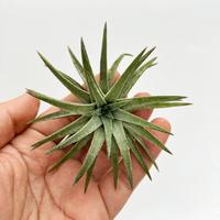 Gambar Tillandsia Ionantha "Vanhyningii / Air plants / Epifit dari Terassemai Kab. Purbalingga 1 Tokopedia