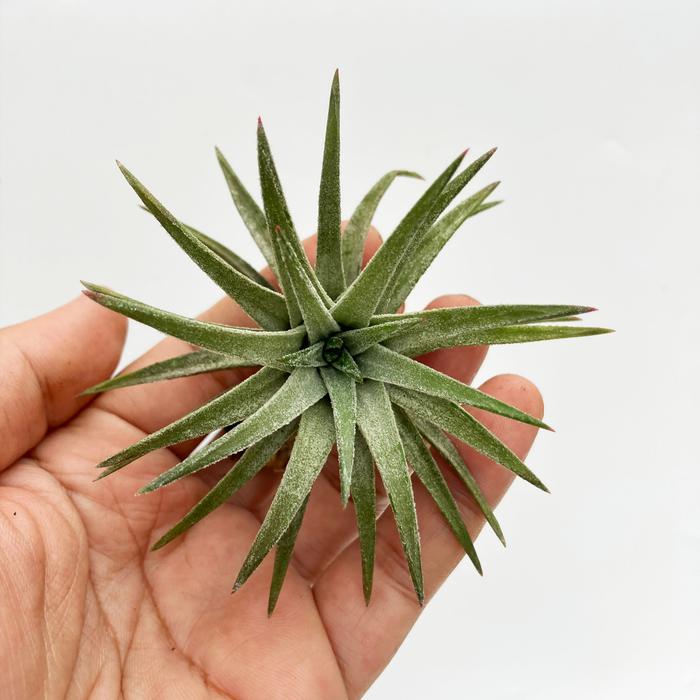 Gambar Tillandsia Ionantha "Vanhyningii / Air plants / Epifit dari Terassemai Kab. Purbalingga Tokopedia