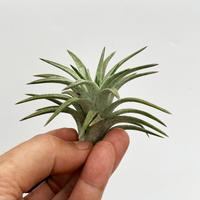 Gambar Tillandsia Ionantha "Vanhyningii / Air plants / Epifit dari Terassemai Kab. Purbalingga 2 Tokopedia