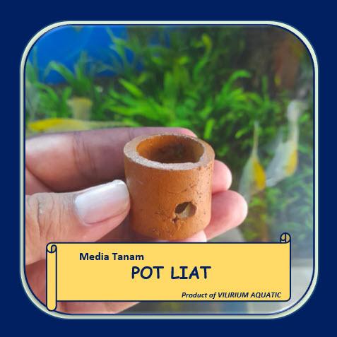 Gambar TANAMAN AQUASCAPE - SRI REJEKI aka SRI REZEKI - Media 'Pot' dari Vilirium Aquatic Kota Administrasi Jakarta Pusat 3 Tokopedia
