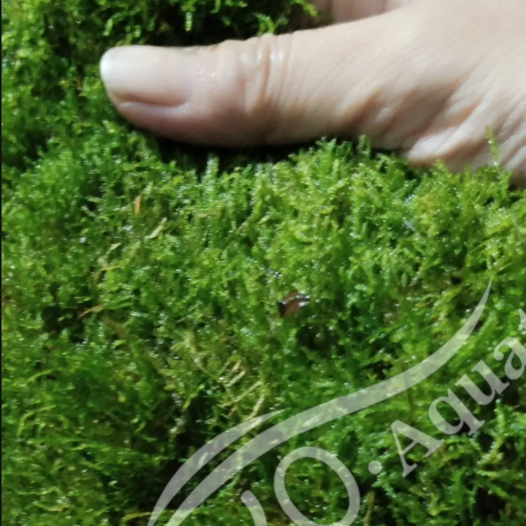 JAVA MOSS MURAH CLUMP LEMPENG AQUARIUM AQUASCAPE