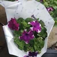 Gambar tanaman hias gantung petonia dari podo joyo group Kota Administrasi Jakarta Timur 2 Tokopedia