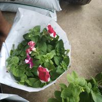 Gambar tanaman hias gantung petonia dari podo joyo group Kota Administrasi Jakarta Timur 4 Tokopedia