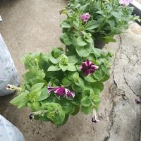 Gambar tanaman hias gantung petonia dari podo joyo group Kota Administrasi Jakarta Timur 3 Tokopedia