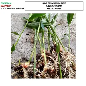 Bibit tanaman jahe murah siap tanam rimpang terbaik herbal