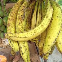 Gambar PISANG TANDUK SUPER (KHUSUS SAMEDAY DAN INSTAN) dari Tambah Buah Sayur Kota Administrasi Jakarta Timur 3 Tokopedia