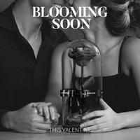 Gambar Outerbloom Bunga Valentine - The Novo Enchanted Dome - Passionate Red - Novo RED dari Outerbloom Kota Administrasi Jakarta Selatan 4 Tokopedia