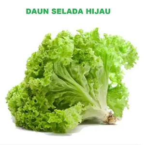 SELADA HIJAU 100 biji / bibit/ benih SELADA HIJAU ranitashop bibit