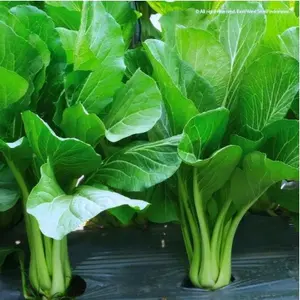 SAWI CAISIM 100 pcs bibit / benih / Biji sawi caisim / sawi manis