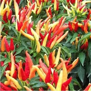 CABE RAWIT SETAN 35 biji / bibit / benih CABAI RAWIT SETAN