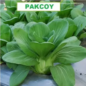 PAKCOY 50 Biji / Benih / bibit PAKCOY / PAKCOI / PAK CHOY Pupuk