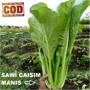 SAWI MANIS 100 pcs bibit / benih / Biji Sawi Caisim - RANITASHOP BIBIT