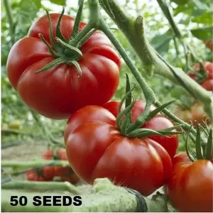 BIG SALE 50 biji / bibit / benih TOMAT MAWAR / TOMAT MAWAR KERITING