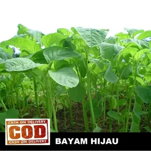 BIG SALE 2500 biji / bibit / benih BAYAM HIJAU / BAYAM / BAYAM CABUT