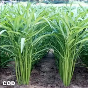 BIG SALE - 500 Bibit / benih / biji kangkung darat - kangkung bangko