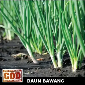 BIG SALE 40 biji / bibit / benih DAUN BAWANG - ( BIBIT UNGGUL )