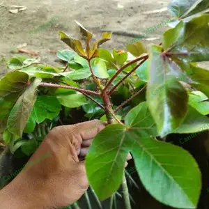 Daun jarak merah isi 1 pucuk rempah asli nusantara