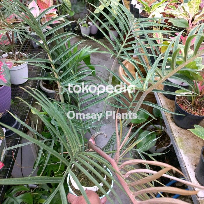 Gambar Philodendron Tortum dari Yasmin Nursery_NEW Kota Administrasi Jakarta Barat Tokopedia