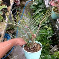 Gambar Philodendron Tortum dari Yasmin Nursery_NEW Kota Administrasi Jakarta Barat 2 Tokopedia
