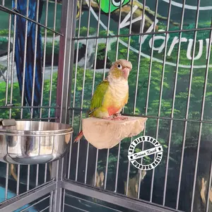 Tangkringan kayu kopi jepit model belah