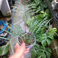 Gambar Philodendron Tortum dari Yasmin Nursery_NEW Kota Administrasi Jakarta Barat 3 Tokopedia