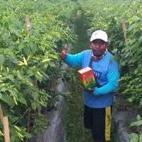 Gambar Benih Bibit Cabe Rawit ORI 212 AURA SEED Cabai Wiro Sableng dari PUROTANI.ID Kab. Purworejo 2 Tokopedia