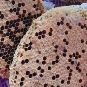 larva lebah tawon peroduk asli original per 250gram