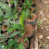 Gambar Palem sikas mini 30cm. dari NAVIKA TAMAN Kab. Bogor 2 Tokopedia