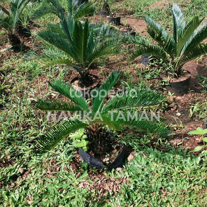 Gambar Palem sikas mini 30cm. dari NAVIKA TAMAN Kab. Bogor Tokopedia