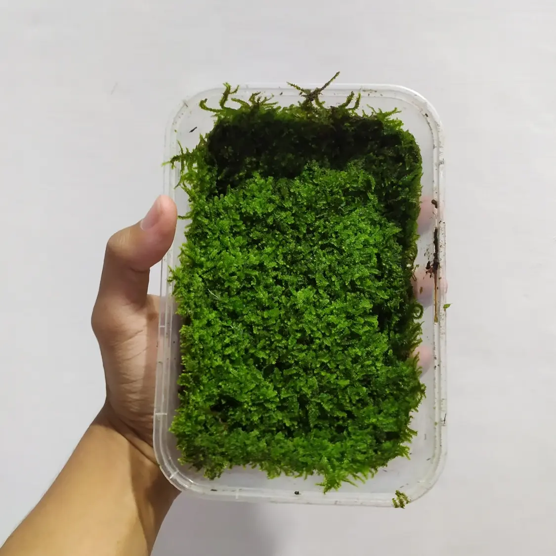 Moss Weeping Darat - Paludarium / Vivarium / Terrarium