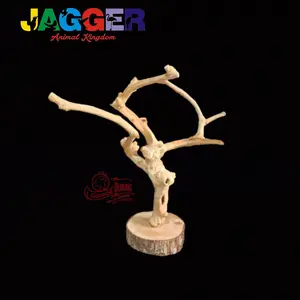 TANGKRINGAN KOPI ALAS KAYU NATURAL BURUNG PARROT IGUANA SUGAR GLIDER