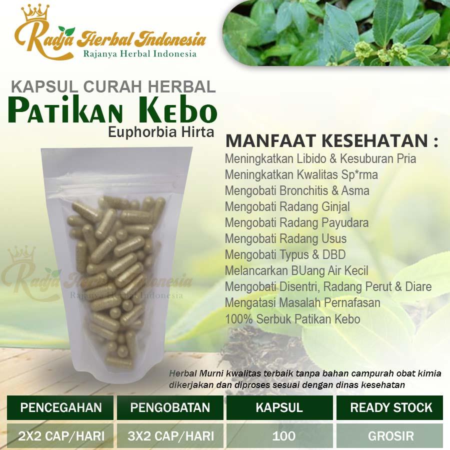 PATIKAN KEBO 100 Kapsul Herbal Libido Thypus DBD Kesuburan Pria Bisul